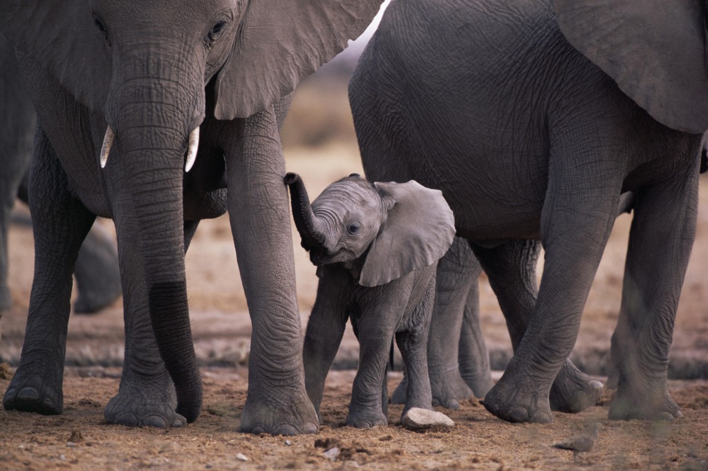 AFRICAN ELEPHANT