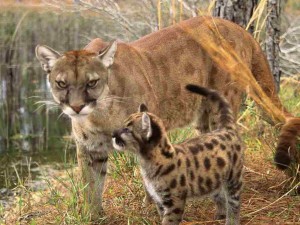 BIG CAT - COUGAR