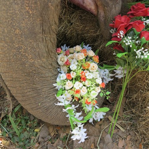 SOMSRI - FLOWERS FOR A BEAUTIFUL GIRL