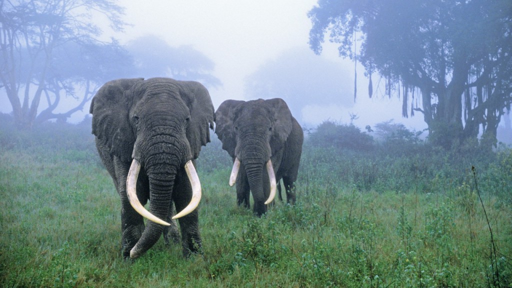 ELEPHANTS - STUNNING