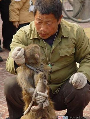 animal hands monkeys monkey his abuse tied behind bully rights living cruelty who beastiality dance find man him force violently