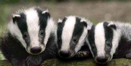 badgers