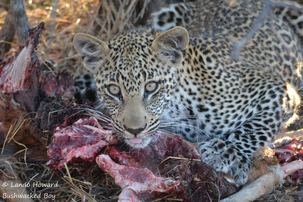 LEOPARD 1 - Ntombi cub feeding (sig)