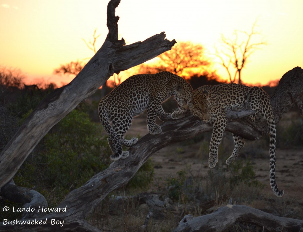 LEOPARD 2 - Ntombi and cub sunset (sig)