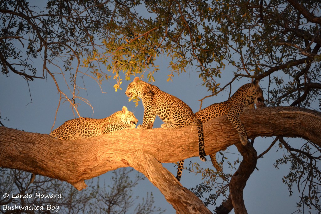 LEOPARD 3 -  Ntombi and cubs in tree (sig)