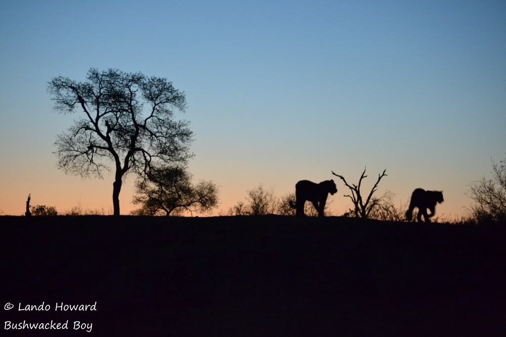 LEOPARD 4 - Ntombi silhouette (sig)