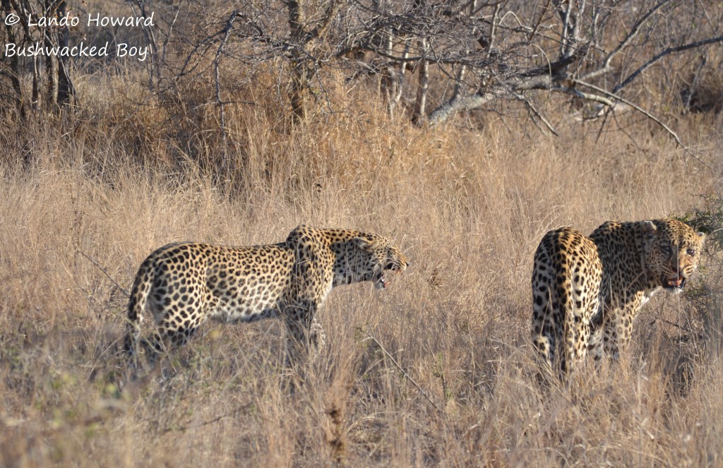 LEOPARD 5 - Ntombi and Argyle (sig)