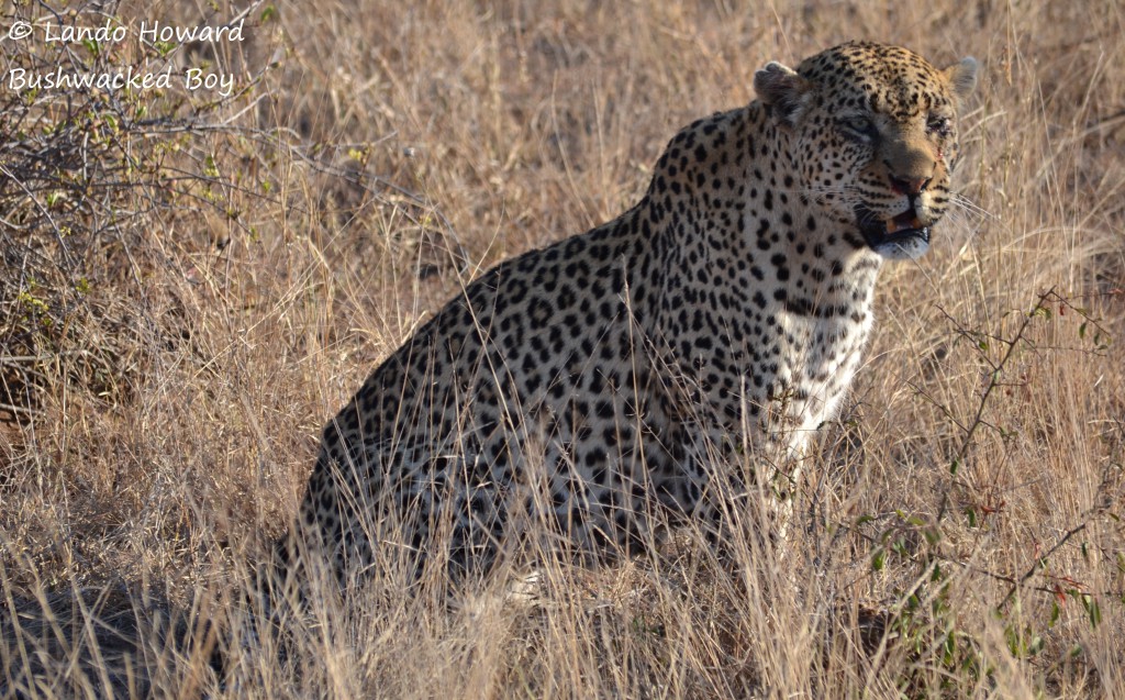 LEOPARD 7 - Argyle Male (sig)