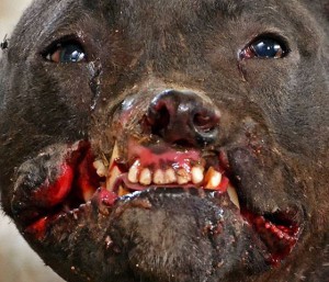 DOG FIGHTING