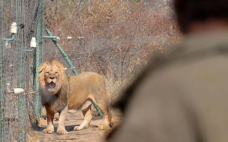 lion waiting to die