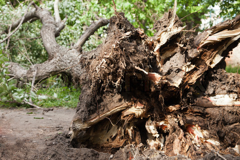 Fallen tree