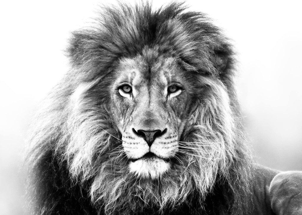 LION - B-W2